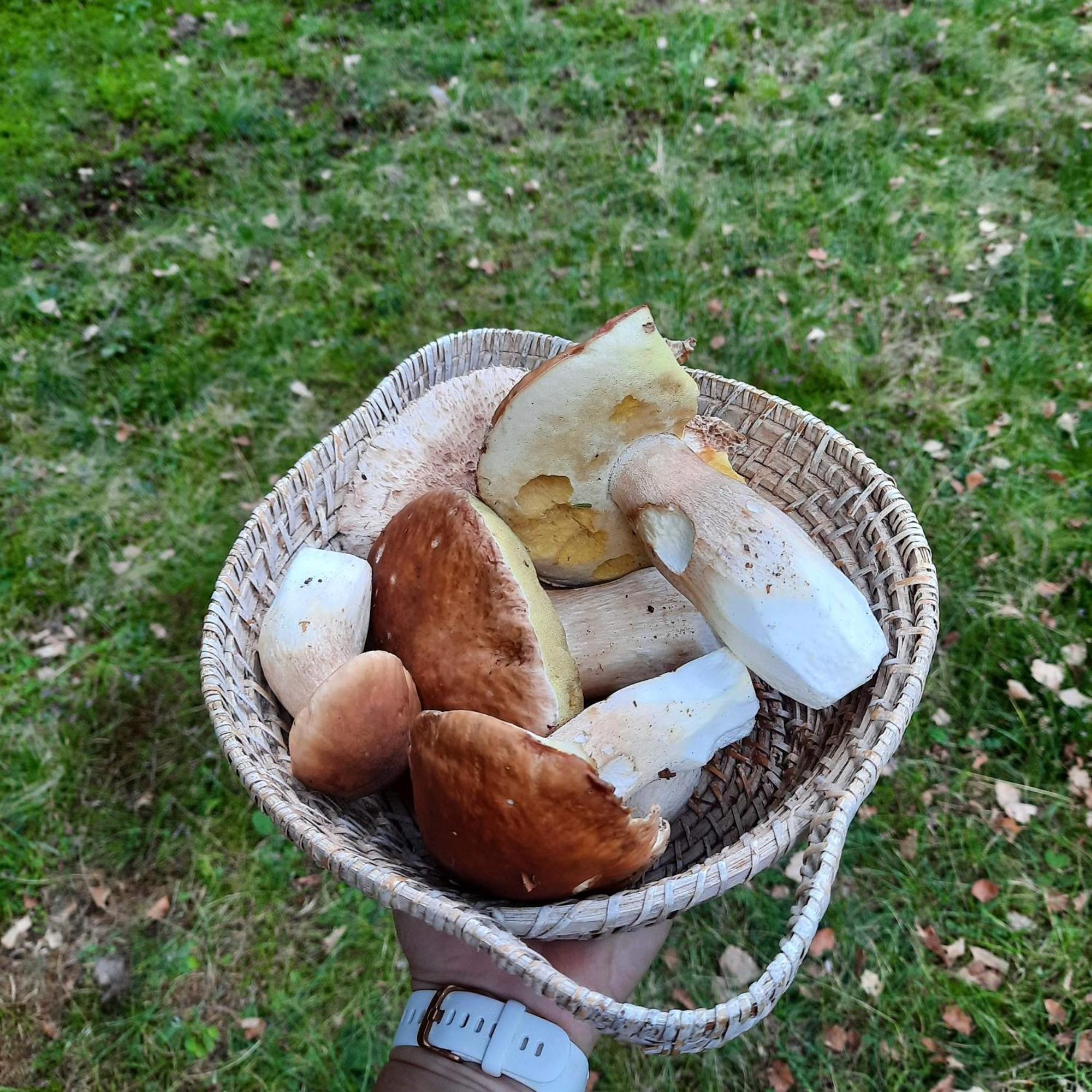 Koca V Gozdu Appartement Bled Buitenkant foto
